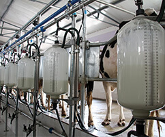 Dairy